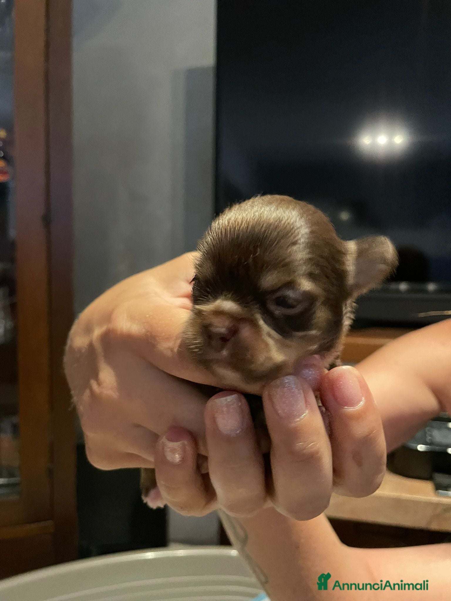 Chihuahua cani Cuccioli di chihuahua con pedigree - Annuncio 4