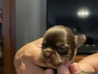 Chihuahua cani Cuccioli di chihuahua con pedigree - Annuncio 4