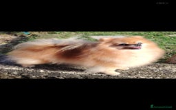 Volpino Pomerania cani in vendita: Cuccioli Spitz Tedesco Nano (Pomerania) a Provincia di Avellino - Immagine 6