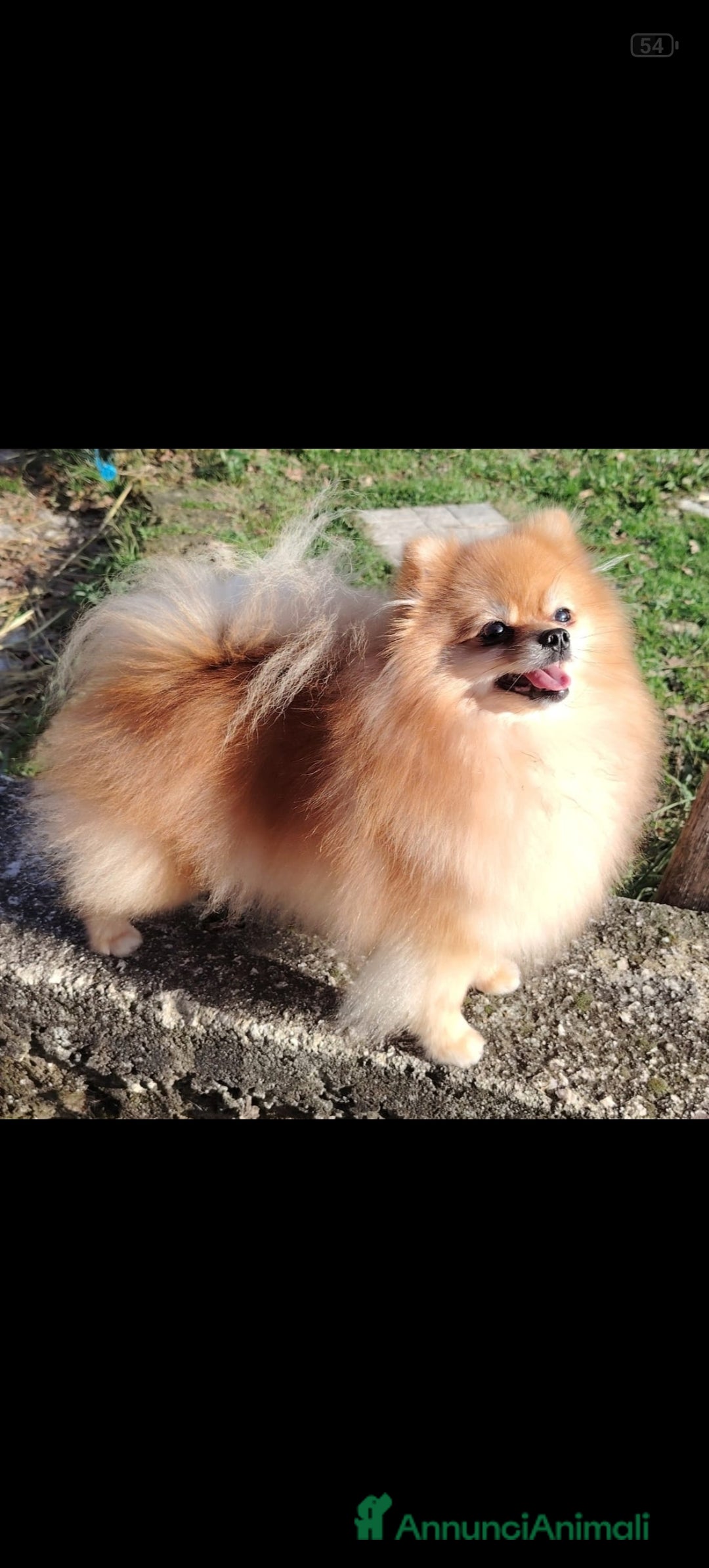 Volpino Pomerania cani in vendita: Cuccioli Spitz Tedesco Nano (Pomerania) a Provincia di Avellino - Immagine 6
