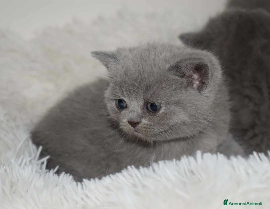 British gatti in vendita: BRITISH Shorthair BLU - Annuncio 10