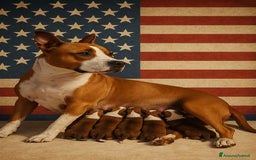 American Staffordshire cani in vendita: AMSTAFF DISPONIBILI  a Provincia del Sud Sardegna - Immagine 1
