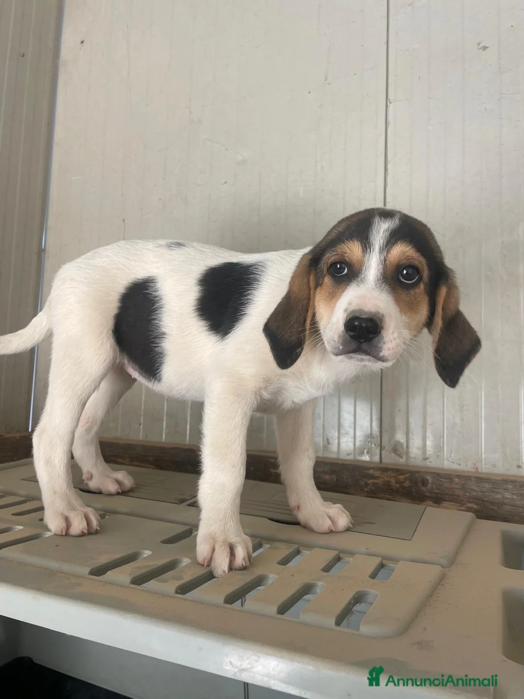 Meticcio cani in regalo: LA TENERA ELETTRA - Annuncio 1