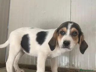 Meticcio cani LA TENERA ELETTRA - Annuncio 33