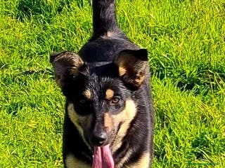 Meticcio cani ADA 🩷 - cucciola taglia media contenuta cerca 🏠 - Annuncio 20