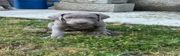Weimaraner cani in vendita:  CUCCIOLI DISPONIBILI di Weimaranner  - Annuncio 11