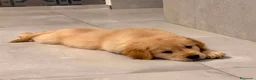 Golden Retriever cani in vendita: Ultime due cucciole di Golden Retriver  - Annuncio 3