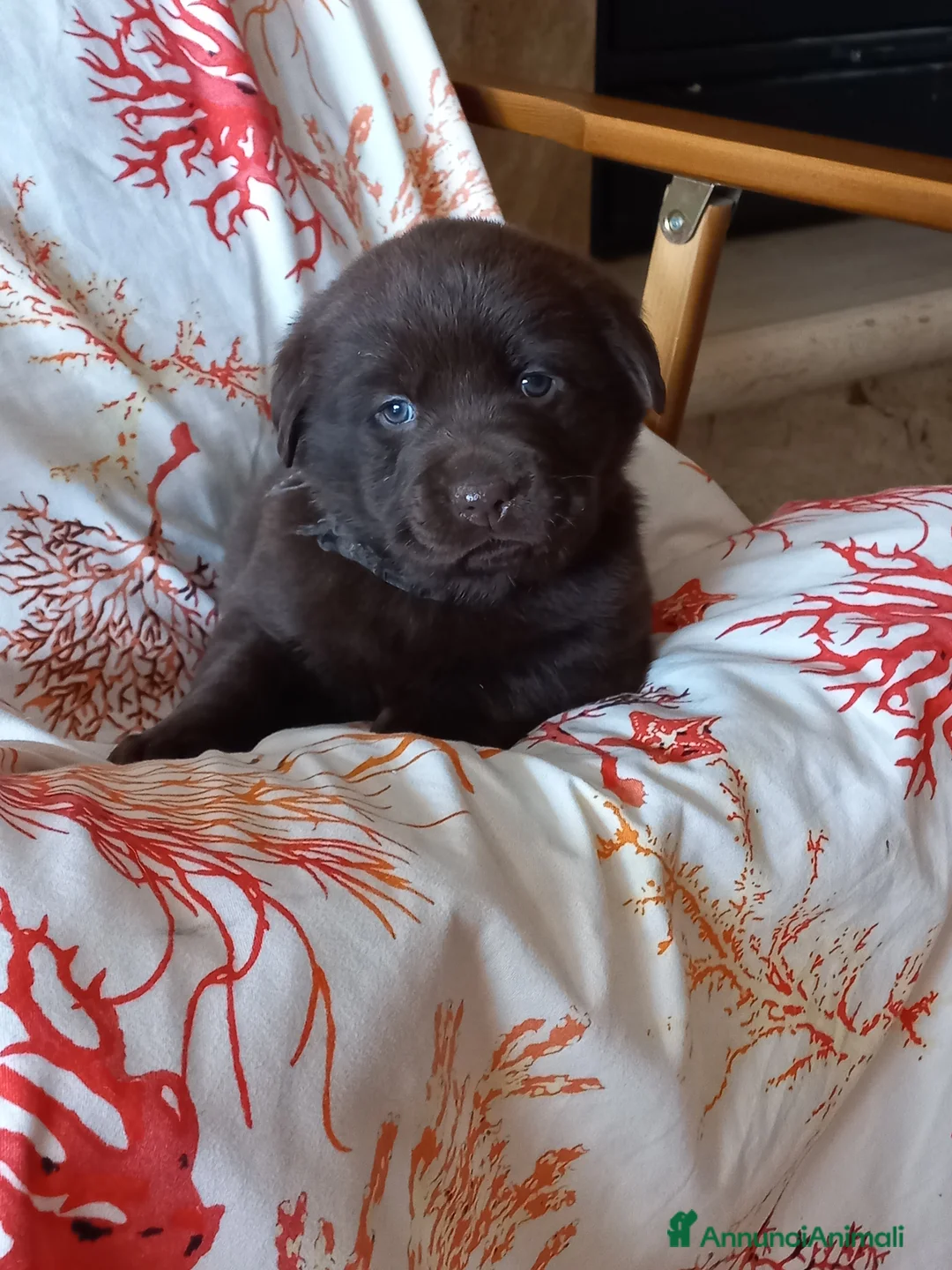 Labrador cani in vendita: Labrador cioccolato con pedigree  a Città metropolitana di Roma Capitale - Annuncio 4