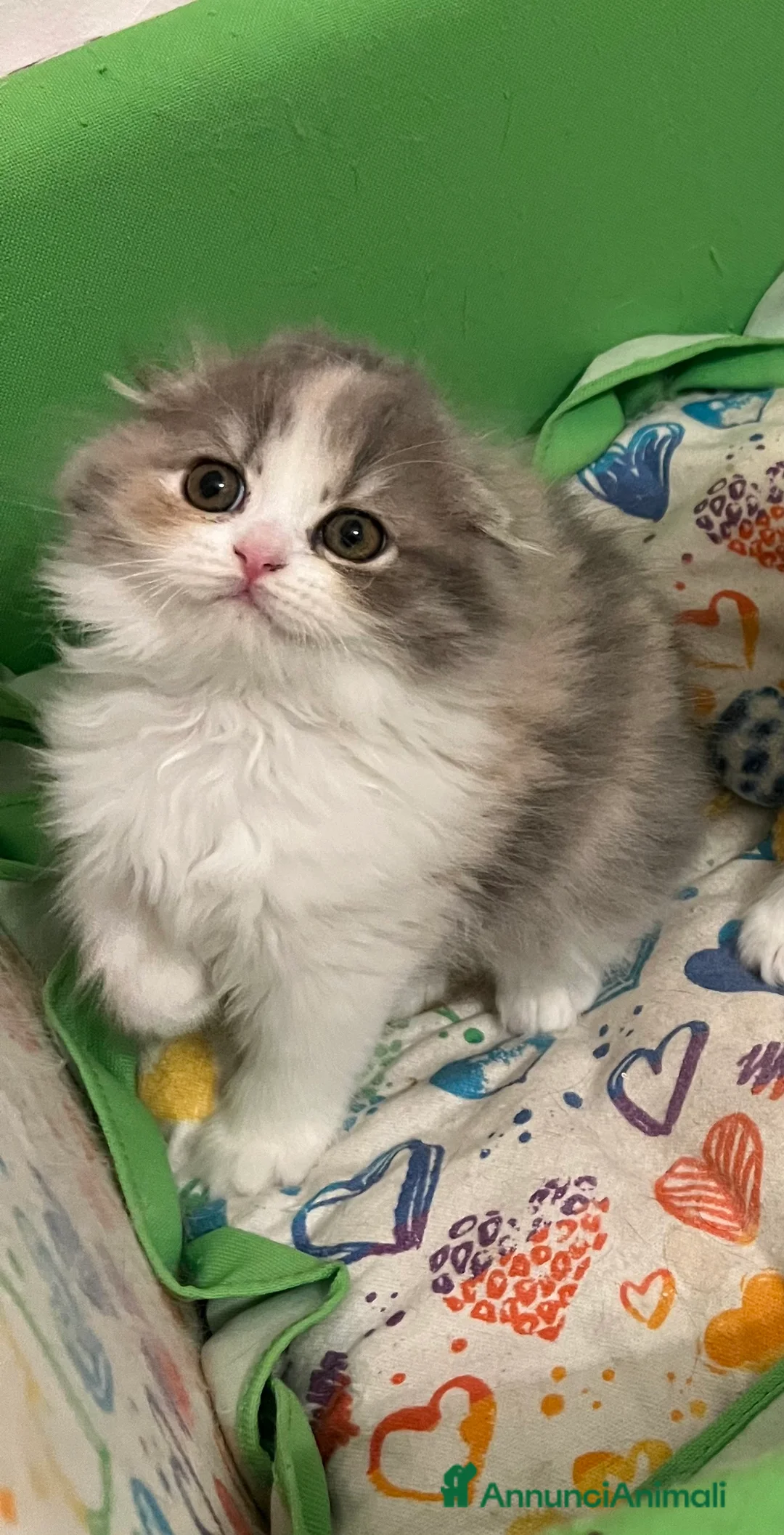 Immagine della galleria {{count}}