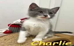 Europeo gatti in regalo: CHARLIE  GATTINO BIANCO E CERTOSINO    - Immagine 2