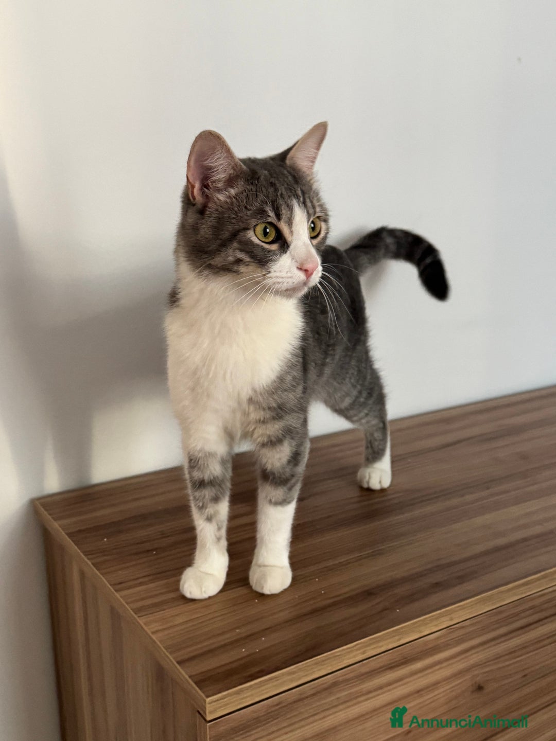 Altre razze gatti in regalo: Gattino di 1 anno cerca casa! - Annuncio 4