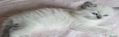 Ragdoll 1