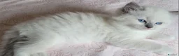 Ragdoll gatti in vendita: Ragdoll con pedigree  - Annuncio 6