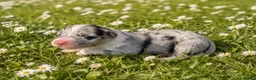 Australian Shepherd cani in vendita: Cucciolata australian shepherd  a Città Metropolitana di Firenze - Annuncio 5