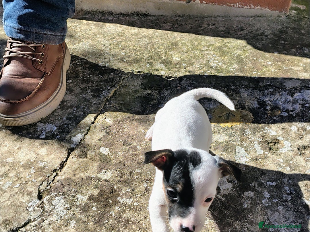 Jack Russell cani in vendita: Cuccioli jack russel  - Annuncio 2