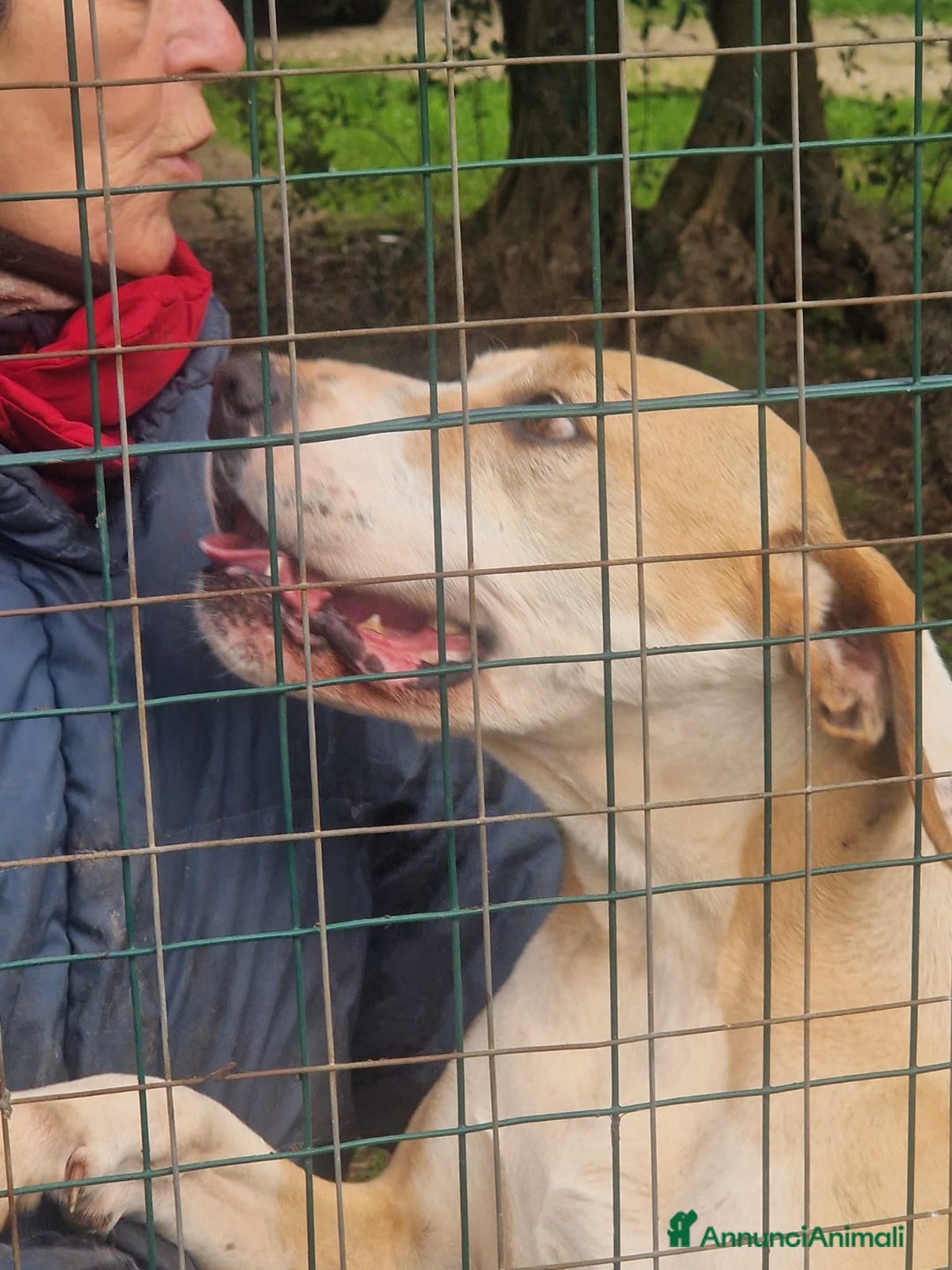 Meticcio cani in regalo: Rosy bella equilibrata dolce socievole  - Annuncio 4