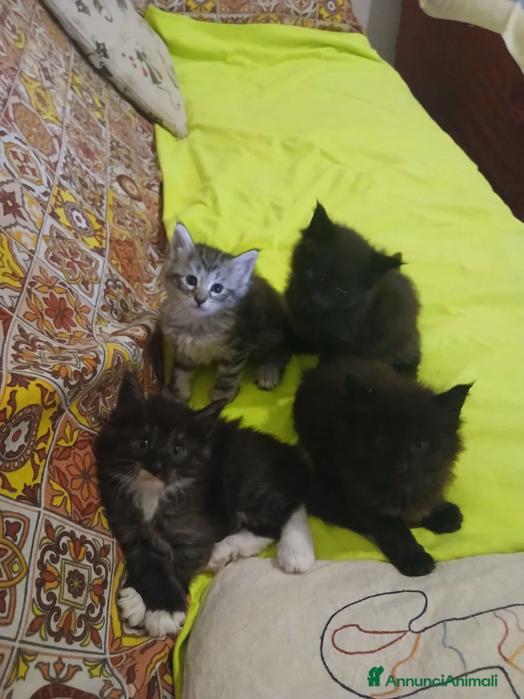 Altre razze gatti in vendita: Cuccioli di razza Gatto Foreste Norvegesi - Annuncio 2