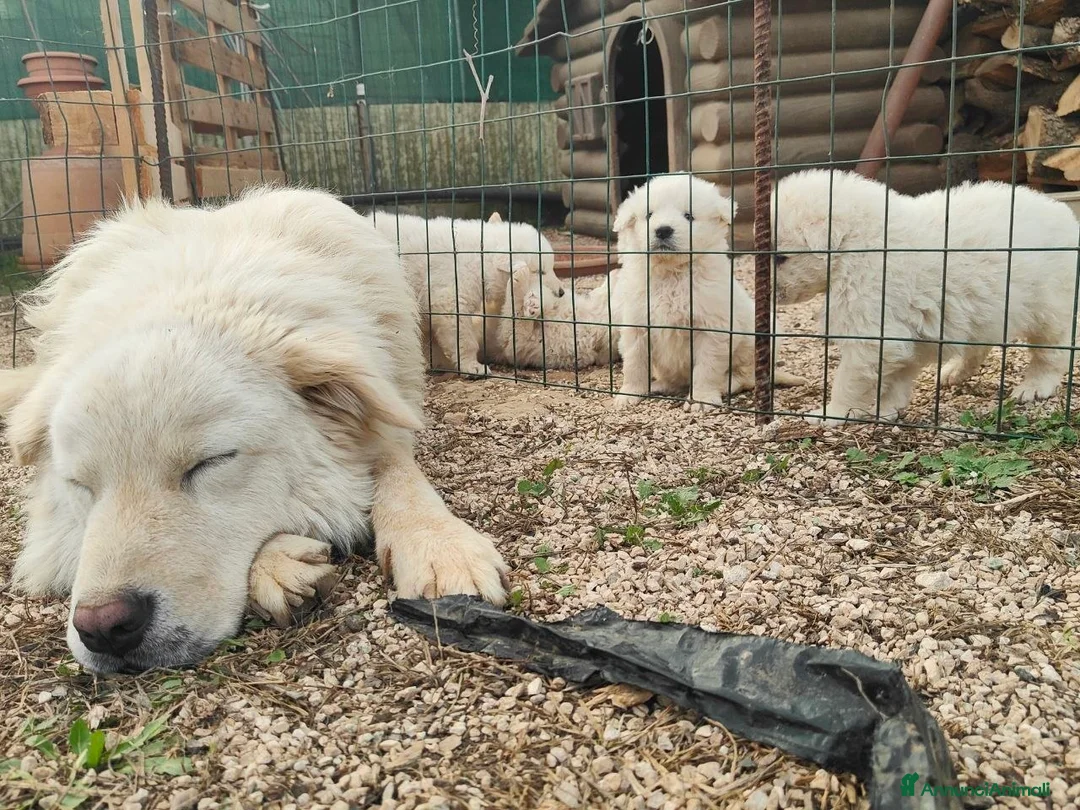 Pastore Maremmano cani in vendita: Cuccioli Pastore Maremmano -Vaccinati e Sverminati - Annuncio 15