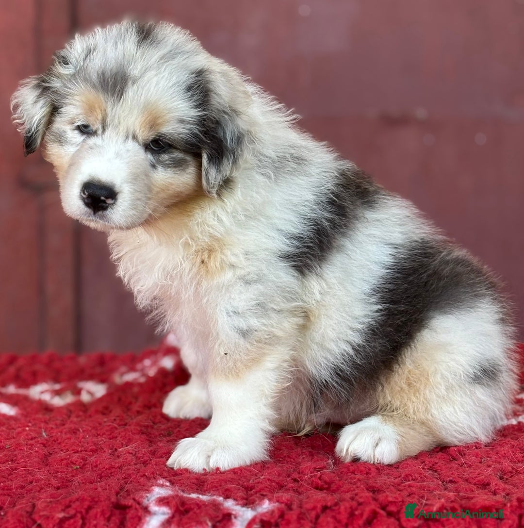 Australian Shepherd cani in vendita: Maschio Blue merle NBT - Teseo  a Provincia di Vicenza - Immagine 2