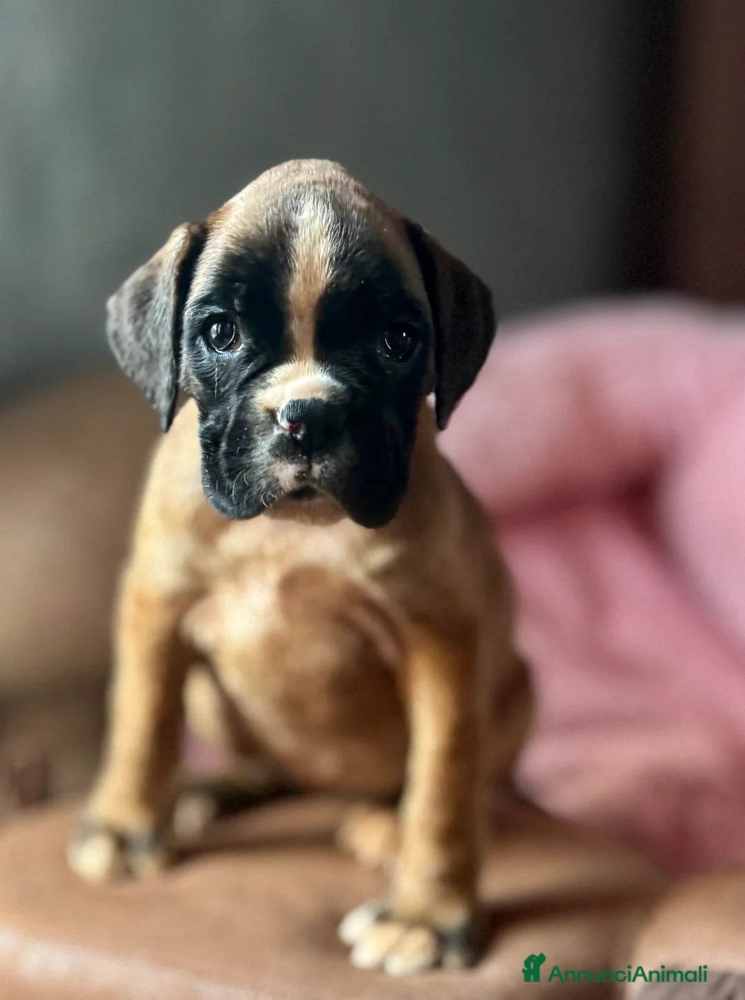 Boxer cani in vendita: CUCCIOLE DI BOXER  - Annuncio 9