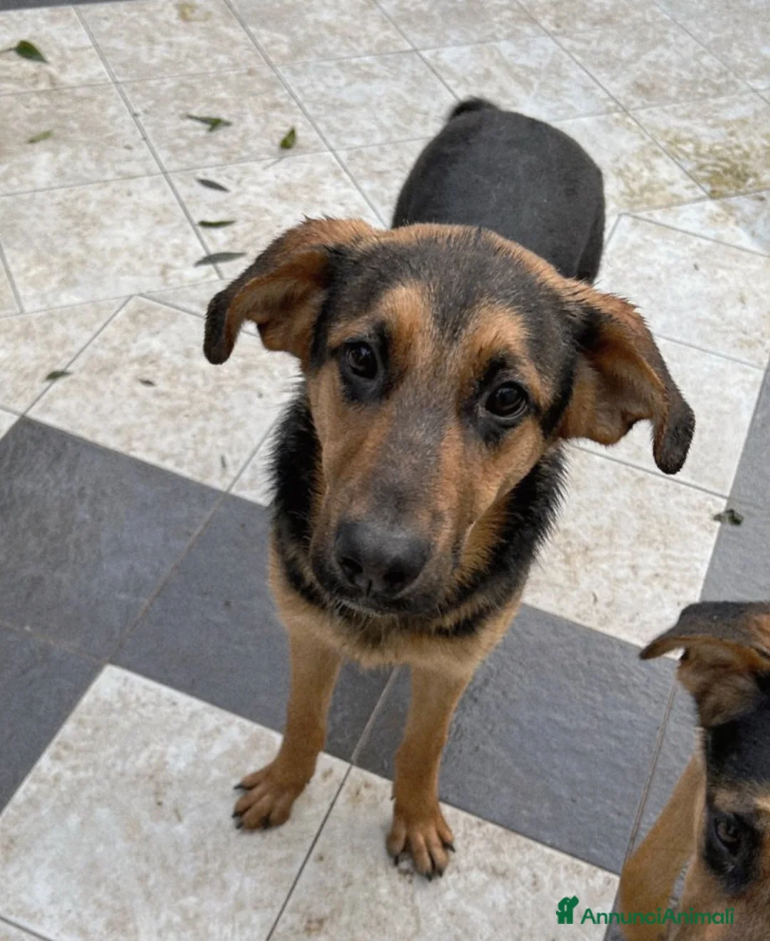 Meticcio cani in regalo: ATTILA ASPETTA UNA MAMMA  - Annuncio 5