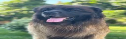 Leonberger cani per accoppiamento: Leonberger maschio per monta a Città metropolitana di Roma Capitale - Annuncio 6