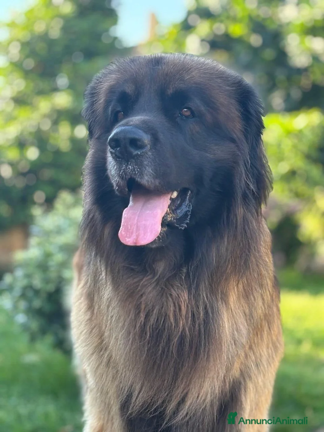 Leonberger cani per accoppiamento: Leonberger maschio per monta a Città metropolitana di Roma Capitale - Annuncio 6