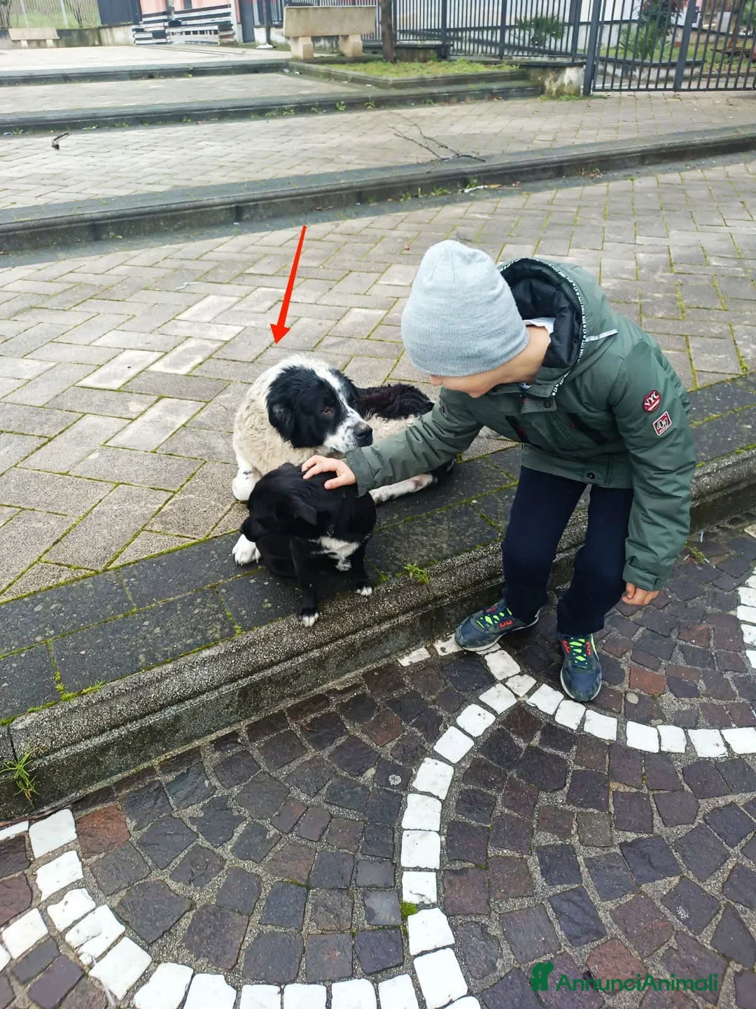 Meticcio cani in regalo: ADOZ.DEL💔:sordo,anziano,soffre,chiuso in box! - Annuncio 3