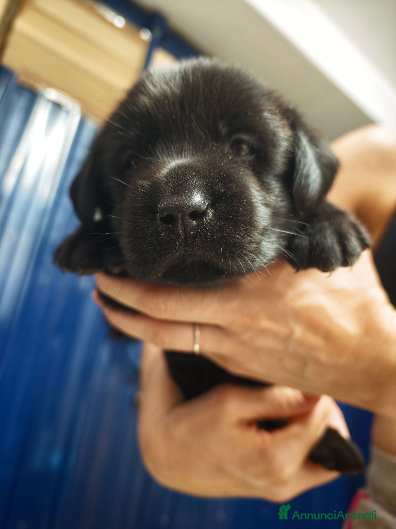 Labrador cani Cuccioli di Labrador retriever neri - Annuncio 1