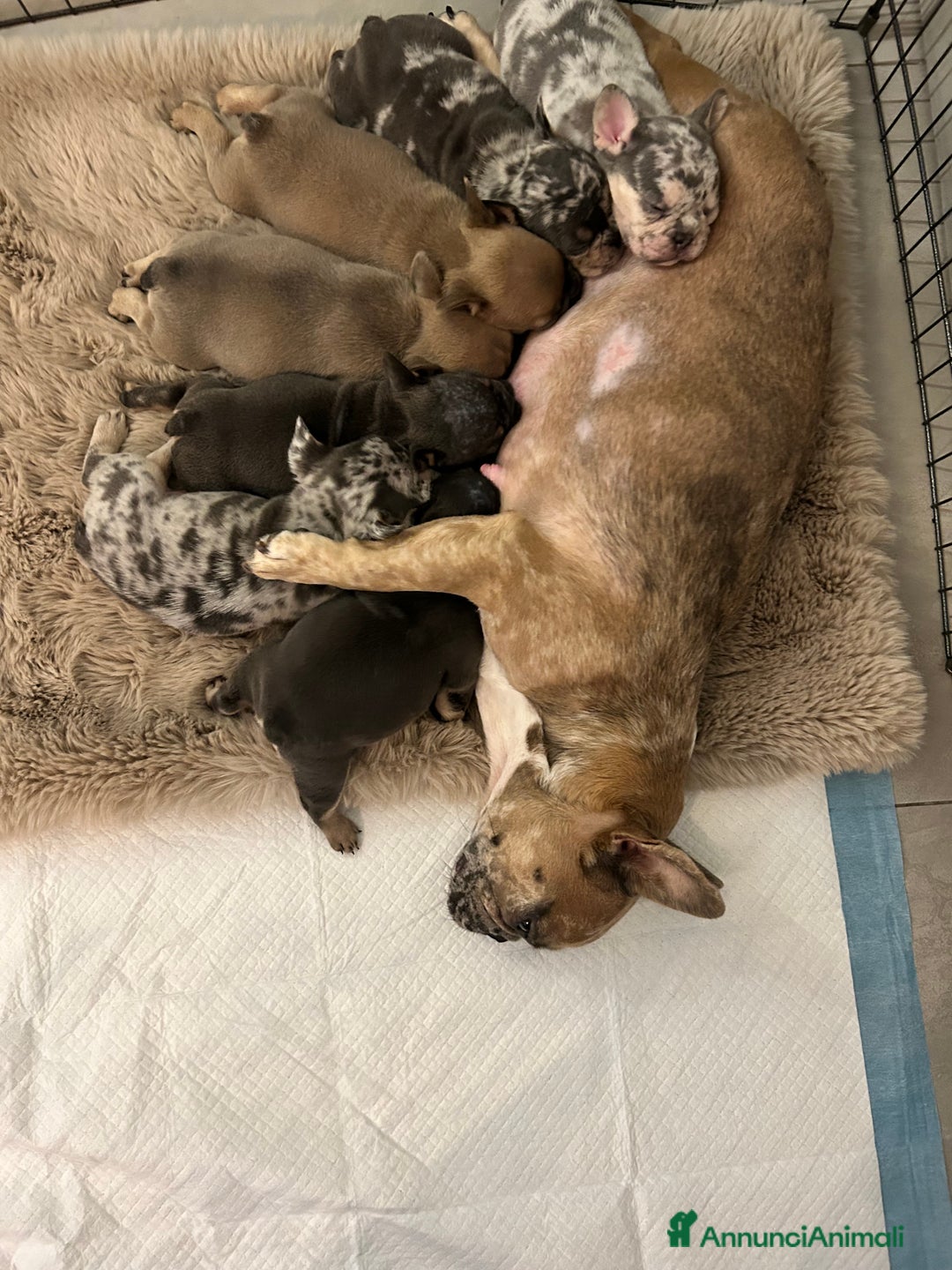 Bulldog Francese cani in vendita: Cuccioli di bulldog  - Annuncio 25