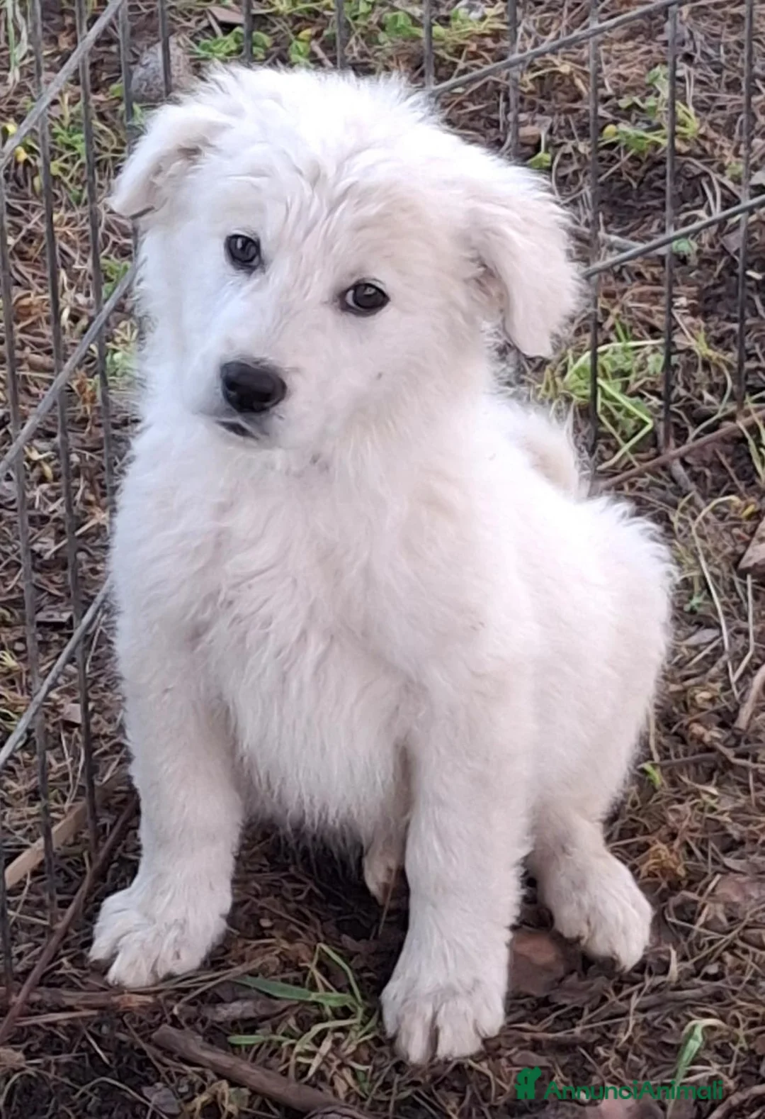 Meticcio cani in regalo: KORA 🩷 - cucciola taglia medio-grande.Mix pastore a Provincia di Massa e Carrara - Annuncio 2
