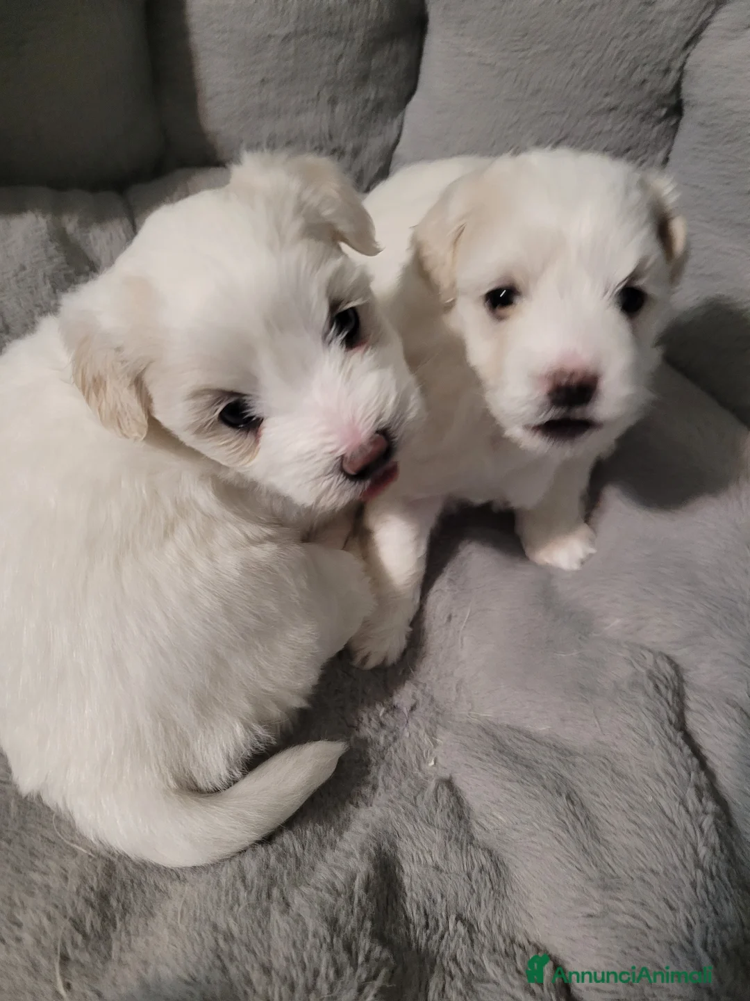 Maltese cani in vendita: Cercano casa - Annuncio 2