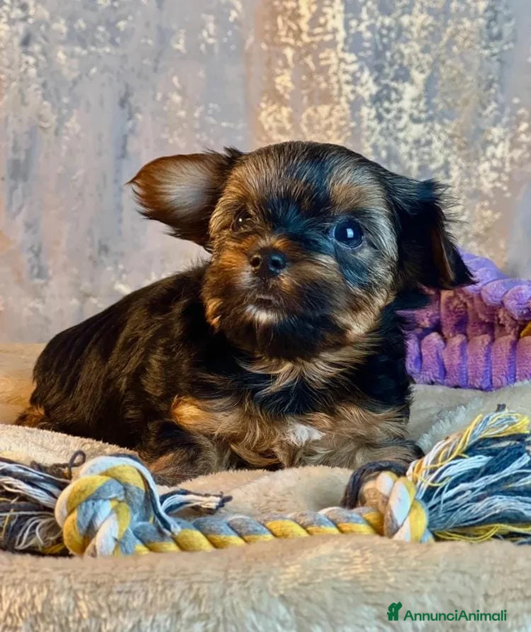 Yorkshire cani in vendita: 2 Yorkshire Terrier a Città Metropolitana di Firenze - Annuncio 1