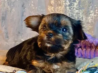 Yorkshire cani 2 Yorkshire Terrier - Annuncio 4