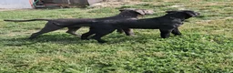 Cane Corso cani in vendita: Spettacolari cuccioli di Cane Corso  - Annuncio 16