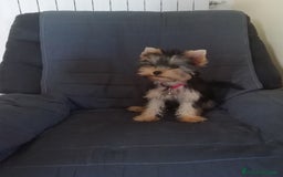 Yorkshire cani per accoppiamento: Maschio Yorkshire Toy per accoppiamento a Provincia di Brescia - Annuncio 1