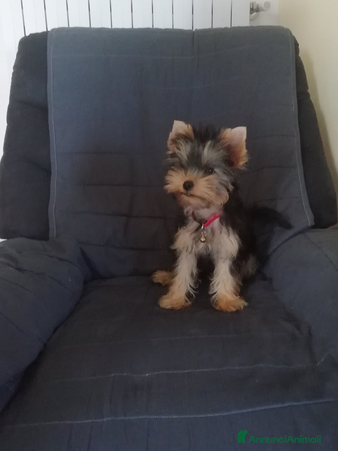 Yorkshire cani per accoppiamento: Maschio Yorkshire Toy per accoppiamento a Provincia di Brescia - Annuncio 1