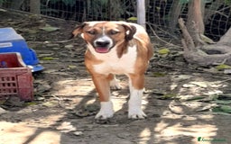 Meticcio cani in regalo: CUCIOLINE IN REGALO a Città metropolitana di Catania - Immagine 8
