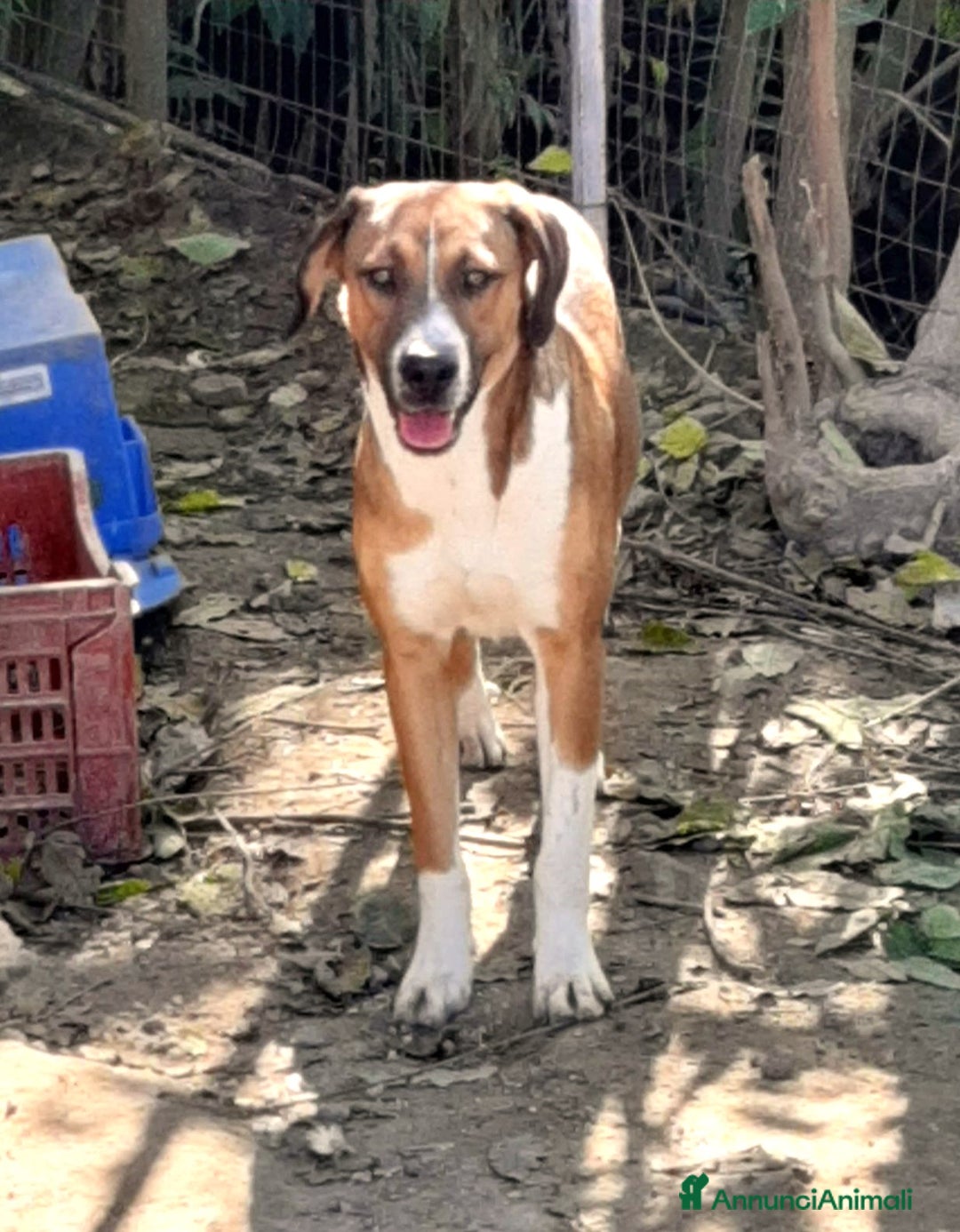 Meticcio cani in regalo: CUCIOLINE IN REGALO a Città metropolitana di Catania - Immagine 8