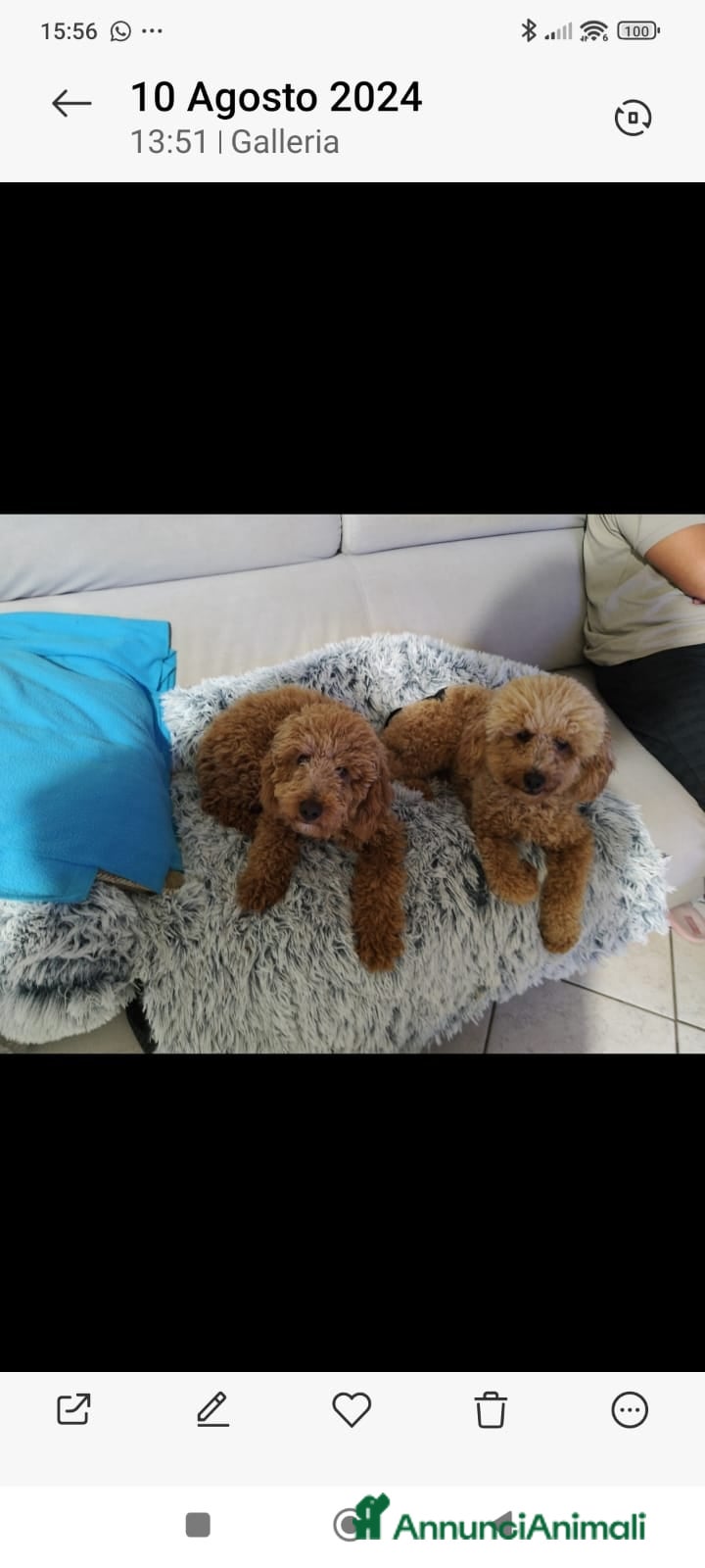 Barboncino cani Barboncini nani  - Annuncio 3