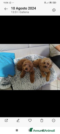 Barboncino cani - Annuncio 1