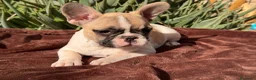 Bulldog Francese cani in vendita: Cucciola bulldog francese frmmina - Annuncio 8