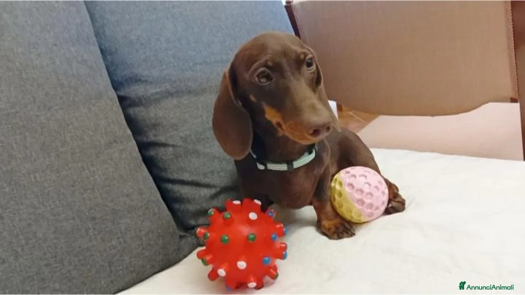 Bassotto cani in vendita: Maschietto bassotto con Pedigree Enci.  - Annuncio 2