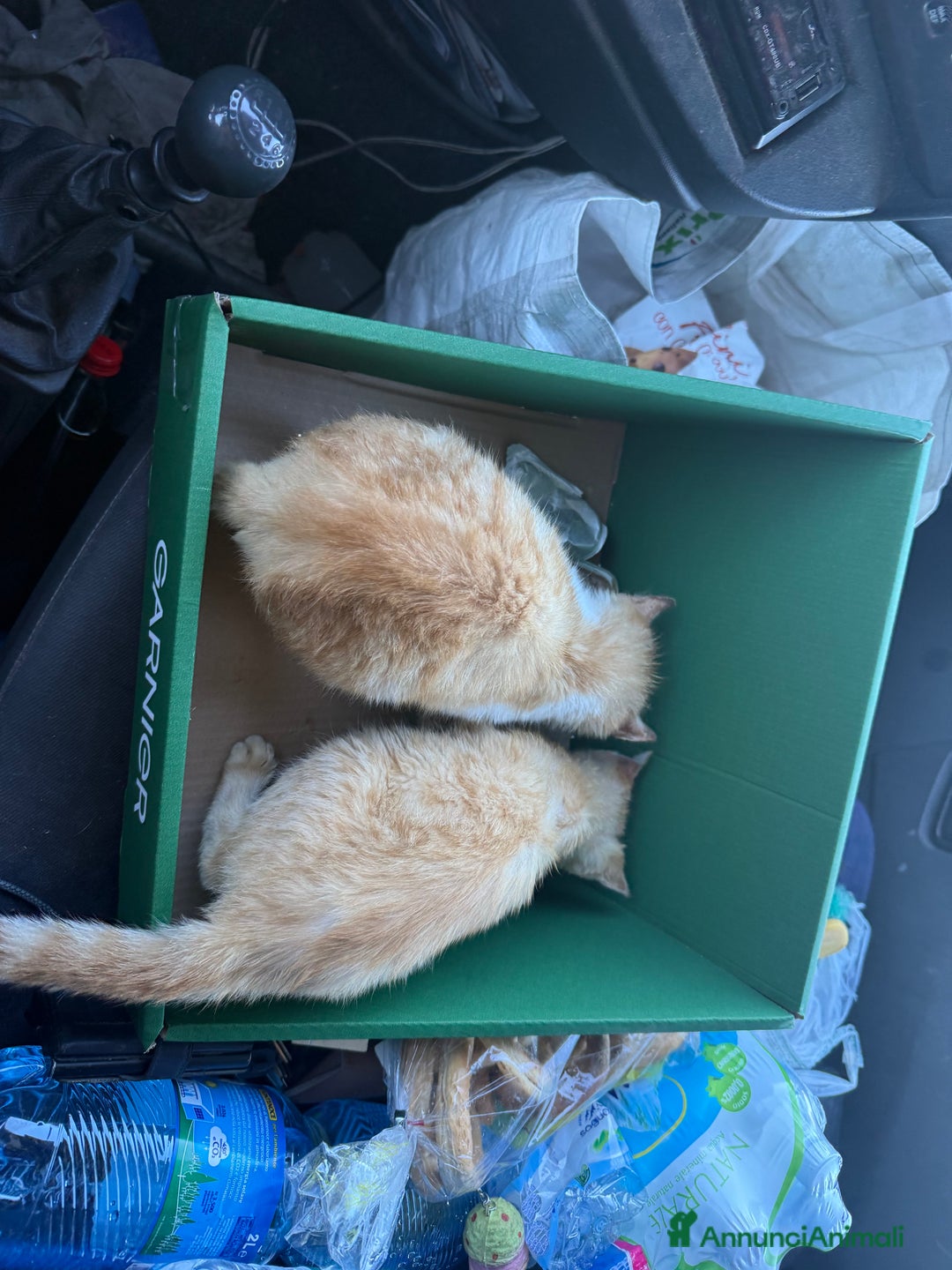 Europeo gatti in regalo: Gattini rossi trovatelli  - Annuncio 4