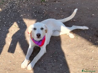 Meticcio cani Erika una cucciolona rimasta sola - Annuncio 3