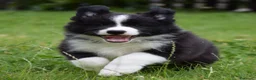 Border Collie cani in vendita: Cuccioli di Border Collie, linea da bellezza a Provincia autonoma di Bolzano - Alto Adige - Annuncio 8