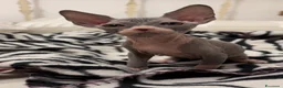 Sphynx gatti in vendita: Cucciola Canadian Sphynx (possibile consegna)  - Annuncio 2