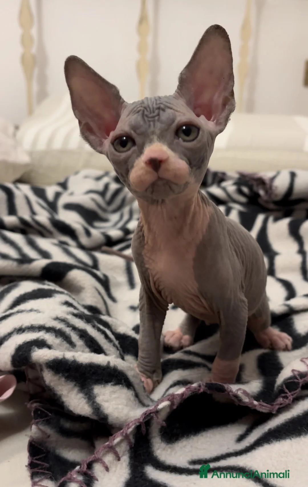 Sphynx gatti in vendita: Cucciola Canadian Sphynx (possibile consegna)  - Annuncio 2