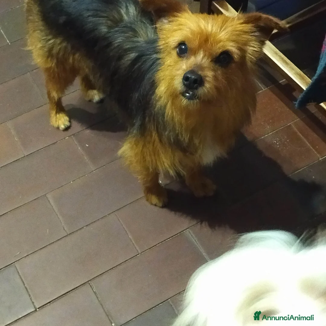 Meticcio cani in regalo: CAGNOLINA MIX YORKSHIRE - Annuncio 4