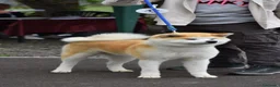 Akita Inu cani in vendita: Cucciolo Akita inu (Top Selection) a Città metropolitana di Roma Capitale - Annuncio 12